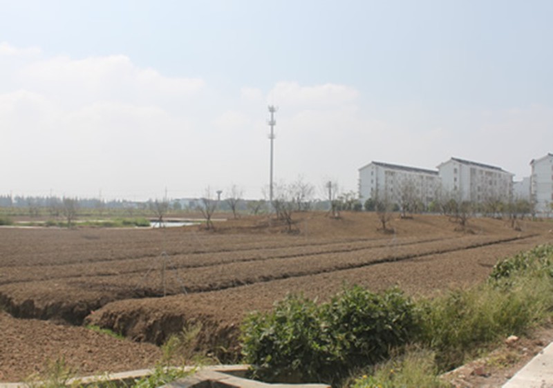 省农村产业指导中心调研常州油用牡丹国家林木种质资源库建设项目